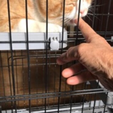 最近、にゃんママの私に良く甘えてくれます