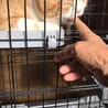 最近、にゃんママの私に良く甘えてくれます