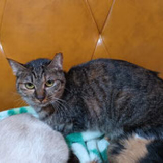 ビビり系のキジトラ女子