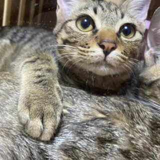 遊び好きキジちゃん9ヵ月男の子