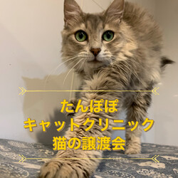 たんぽぽキャットクリニック 保護猫の譲渡会 サムネイル2