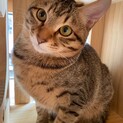人懐っこいキジちゃん9ヵ月男の子