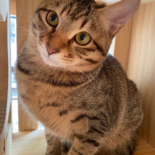 人懐っこいキジちゃん9ヵ月男の子