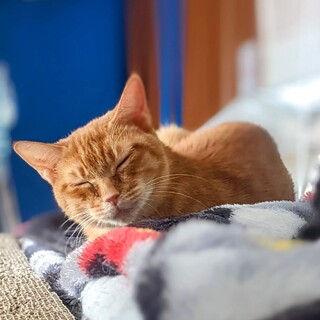 人馴れした茶トラメス　１〜２歳