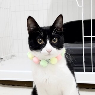 【仲良し兄弟】歌舞伎顔のこまちゃん