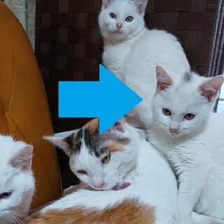 白い仔猫（頭に模様有）