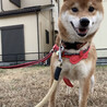 キラキラ笑顔が可愛い茶柴くん サムネイル5