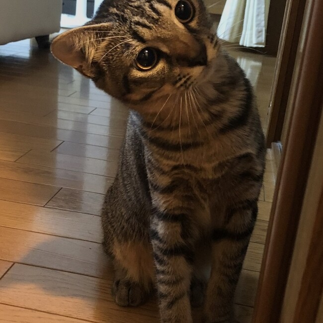 谷野ちゃんのカバー写真