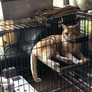 スコテシュのオス猫