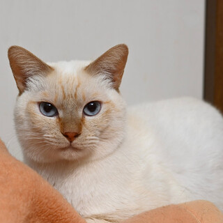 ハンサムなシャムミックスのフィガロくん