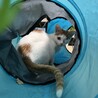 苦難を乗り越えた片目の子猫　募集停止 サムネイル2