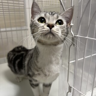 ★足長マンチカンの女の子★血統書あり★