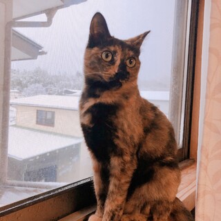 元気なさび猫女の子の新しい家族になってください