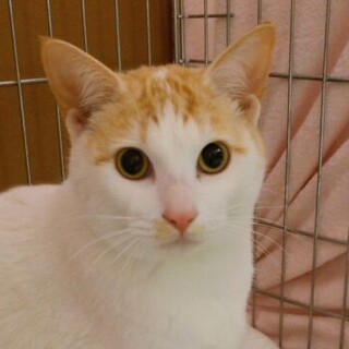 3/5石巻で譲渡会！兄弟『エリンギ』♂