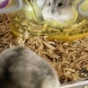ハムスター4匹の里親募集 サムネイル2