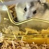 ハムスター4匹の里親募集 サムネイル4