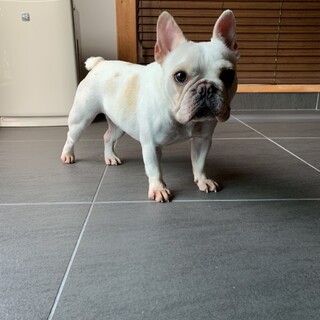 フレブル  クリームの女の子（本気噛みします）