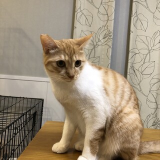 モデル猫並みの可愛さラピス　1歳半
