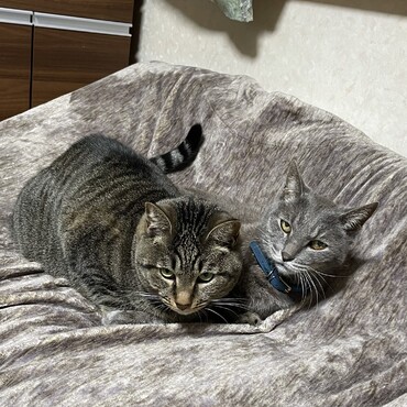 雹に甘えられ迷惑顔だった天も同じこと雷Gに(^^;;やっぱり気がつかないテンねん