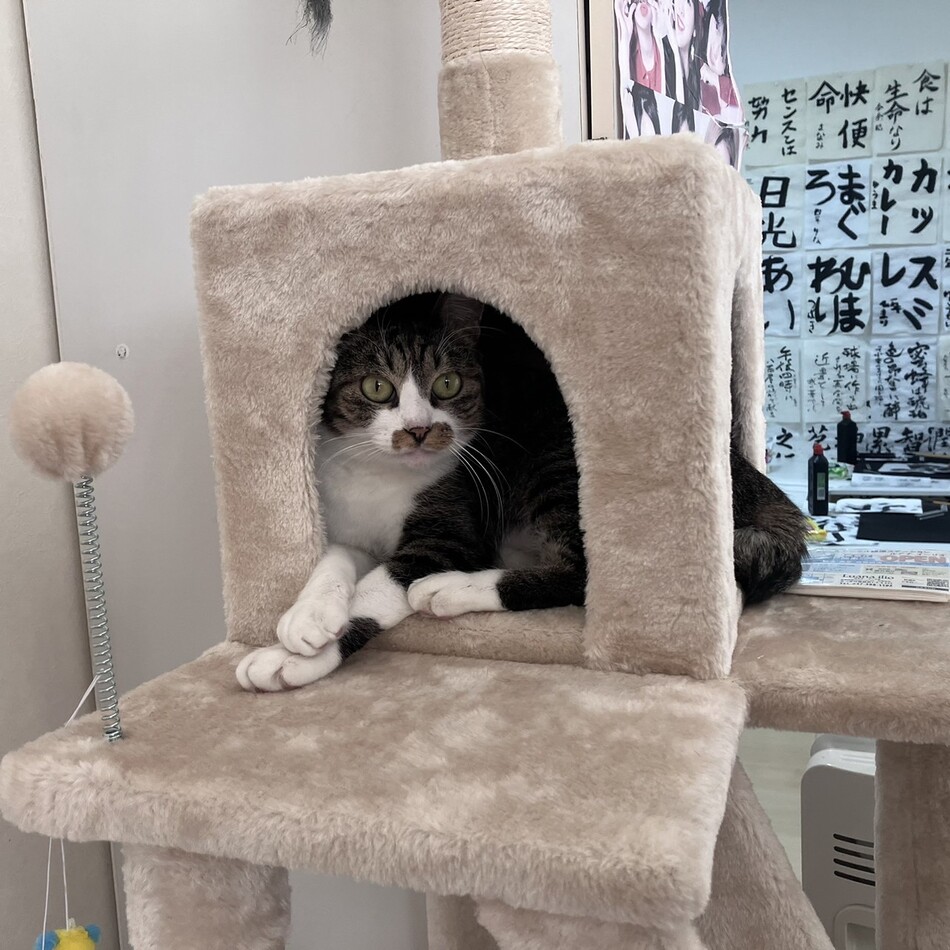 みどりさんのカバー写真