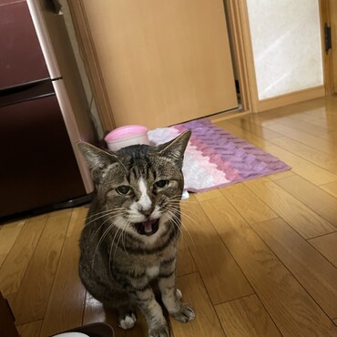 最近の気温変動に体調を崩して水を飲んでも吐きまくり…３日間の絶食後、やっとご飯を食べ始めたチビ春＼＼\\٩( 'ω' )و //／／