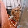 デグー　メス　一歳　2022年1月生まれ サムネイル2
