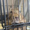 デグー　メス　一歳　2022年1月生まれ サムネイル4