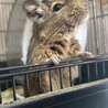 デグー　メス　一歳　2022年1月生まれ サムネイル5