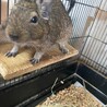 デグー　メス　一歳　2022年1月生まれ サムネイル6