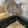 デグー　メス　一歳　2022年1月生まれ サムネイル7