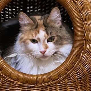 シャイですが穏やかでいい子ですよ。