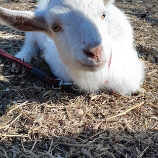 白ヤギのメス２頭。5ヶ月