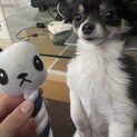 甘えん坊で愛おしいチワワ×ポメハーフ　チロちゃん