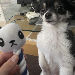 甘えん坊で愛おしいチワワ×ポメハーフ　チロちゃん