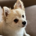 人懐っこい甘えん坊チワワ×ポメハーフ　るうちゃん
