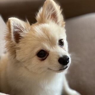 人懐っこい甘えん坊チワワ×ポメハーフ　るうちゃん