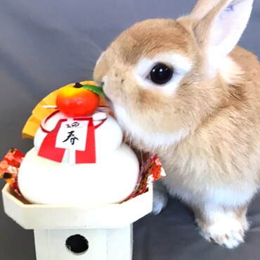 今年で9歳になるよ