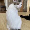オッドアイ、カギ尻尾甘えん坊　ちょこちゃん