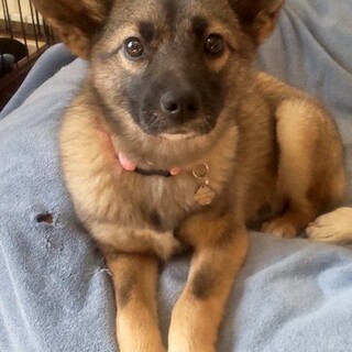 好奇心旺盛で甘えん坊、明るく元気な女の子福