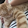 甘えん坊の気分屋　れいとくん サムネイル2