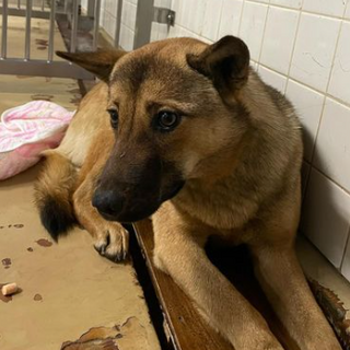 処分対象になります。収容期限1/19朝迄