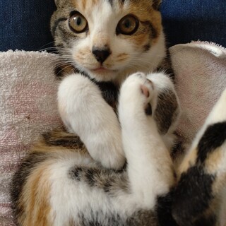 三毛猫 4ヶ月 おめめパッチリ美人さん