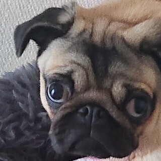 元気なパグの女の子