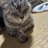 あいるい