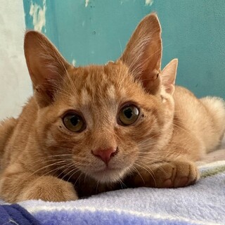 1/22荒川区譲渡会　セサミ君