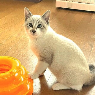 とっても甘えん坊な シャムミックスの男の子