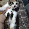 三毛猫 4ヶ月 おめめパッチリ美人さん サムネイル7
