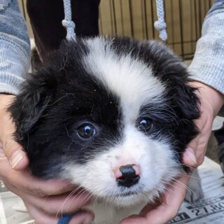 モフモフのセナちゃん