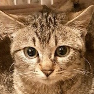 ヒトもネコもラブ♡キジトラ茶守