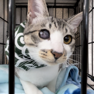 膝の上に乗ってくる甘えん坊⭐︎サバシロムニ